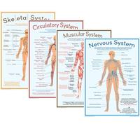 Tiger Moon Body Systems - A3 29.7 x 42 cm - Paper Laminated