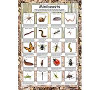 Tiger Moon Minibeasts Poster - Size A2-59.44 x 41.91cm (APPROX)