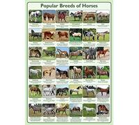 Tiger Moon Popular Breeds of Horses Poster - A1 59.4 x 84.1 cm | Paper Laminated - Classroom Decoration, Bulletin Board, Teach & Learn Information Poster