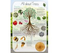 Tiger Moon The Tiger Moon Trading Company Ltd All About Trees Information Poster - Classroom Decoration, Display, Teach & Learn Poster - Paper Laminated (A2 Size 42 x 59.4 cm)