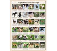 Tiger Moon The Tiger Moon Trading Company Ltd Popular Breeds of Dogs Poster - Classroom Decoration, Bulletin Board, Teach & Learn Information Poster - Paper Laminated - A0 84.1 x 118.9 cm