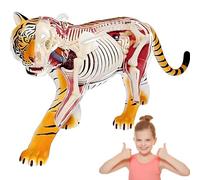 Tiger Organ Anatomy Model,Animal Biology Skeleton Model with Detachable 28 Parts,Study Display Educational Model,29.5 * 17 * 6Cm