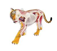 Tiger Skeleton Animal Anatomical Model,4D Tiger Skeleton Anatomy Model Kit,Tiger Intelligence Assembling Toy,for Teaching Material Demonstration