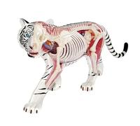 Tiger Skeleton Animal Anatomical Model,4D Tiger Skeleton Anatomy Model Kit,Tiger Intelligence Assembling Toy,for Teaching Material Demonstration