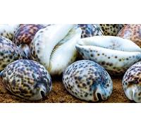 Tiger Spot Shells - Set of 2