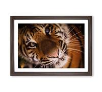 Tiger Vol.2 Framed Print | A2 Walnut Framed Wall Art | Ready to Hang | Modern Animal Picture | Living Room Bedroom Lounge Office