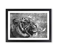 Tiger Vol.4 Painting Framed Print | A2 Black Framed Wall Art | Ready to Hang | Modern Animal Picture | Living Room Bedroom Lounge Office