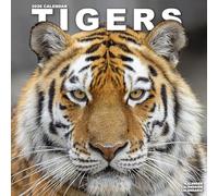 Tigers 2026 Calendar | Square Wall Calendar | Animal Gift | Plastic Free Packaging | by Avonside Publishing