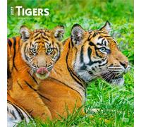 Tigers 2027 Square Flap by Browntrout (Calendar)
