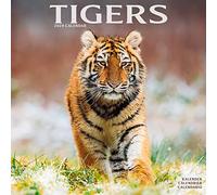 Tigers Calendar 2024 | Square Wildlife Safari Big Cats Wall Calendar - 16 Month