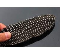 Tigofly 12 pcs Guinea Pearl Hen Wing Tail Quills Feathers Wing Material Fly Tying Materials