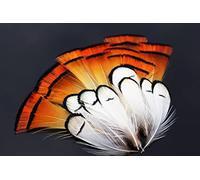 Tigofly 50 pcs/lot White Golden Natural Color Pheasant Head Crest Feather Fly Tying Materials (Assorted)