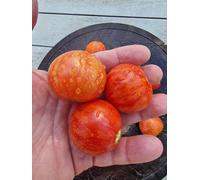 Tigret Red Micro Dwarf Tomato Seeds - 10 Fresh Seeds