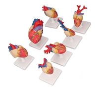 TIKATARER 7PCS Heart Anatomy Model, Life Size PVC Human Heart Model, Removable Anterior Wall with Detailed Textures Support Base, Ideal for Teaching Education and Kids Early Learning