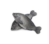 Tilapia L Box 4kg