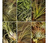 Tillandsia Mix - House/Office Live Indoor Air Plants For Arrangments, Terrariums and Vivariums (5)