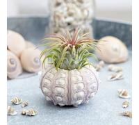 Tillandsia 'The Air Plant' Sputnik Air Plant - Easy Care 5cm Plants for Indoors Primrose Green One Size
