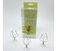 Tillandsiart 10 Pack Vertical Air Plant Holder (Suction Cup, Stainless Steel Tillandsia Air Plant Planter) A Unique Set of Air Plant Containers for Creating Tillandsia Art Display on Window. (Small)