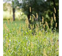 Timothy Grass Seeds - Premium Forage Seed for Animals - Loved by Rabbits, Sheep, Horses and Grazing Animals 1kg