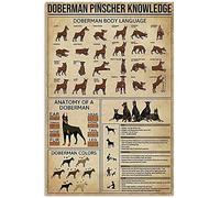 Tin Sign 1 Appaloosa Horse Knowledge Metal Poster Information Knabstrupper Vs Appaloosa Retro Tin Sign School Farm Bar Cafe Bedroom Bathroom Kitchen Home Art Wall Decoration Plaque