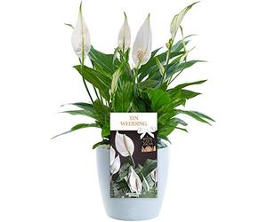Tin Wedding Peace Lily - 10th Wedding Anniversary Rose - Help Celebrate a Special Couple's Tin Anniversary with a Unique Living Plant