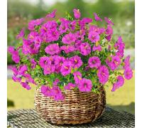 TINA Artificial Flowers 6 Bundles Artificial Flowers Like Real Artificial Balcony Plants Weatherproof Petunia Silk Flowers Bouquet UV-Resistant Fake Flowers for Balcony Box Planter Indoor Outdoor