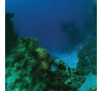 Tiny Fingers - The Fall LP Vinyl