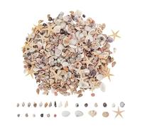 Tiny Sea Shells - 0.5-3cm Beach Natural Seashell | Decorative Sea Shells | Interactive Vase Fillers Decoration For Hobbyists Beginners Adults Kids Art Teachers Artists Aquarium Fish Tank Holiday