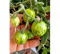 Tiny Tiger Micro Dwarf Tomato Seeds - 10 Fresh Seeds