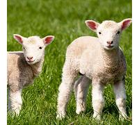 Tischdeko Pack of 20 Easter lamb napkins, sheep animal lamb