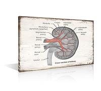 TISHIRON Medical Canvas Wall Art - Cross-section of Kidney Classic Human Anatomy Retro Realistic Posters Canvas Print- Giclee Artwork Gallery Wrap Modern Home Art | Ready to Hang(12" Wx18 H)
