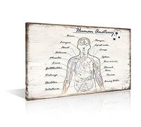 TISHIRON Retro Realistic Canvas Wall Art - Classic Human Anatomy Diagram - Stretched Canvas Prints Giclee Gallery Wrap Modern Home Art | Ready to Hang(12" Wx18 H)