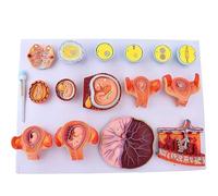 Tissue Embryo Education Demonstration Model, Egg Fertilization and Development Process Model, 16 Parts for Students Anatomy Biology