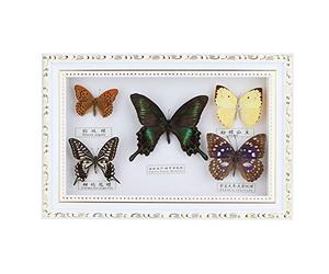 TITA-DONG Exquisite Butterflies Insect Specimen Craft, Real Framed Butterfly, Birthday Gift Home Decor Ornament for for Valentine's Day, Christmas, Birthday, Wedding, Anniversary(white frame)