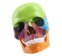 Tizuqe Anatomy Skull Model Human Anatomical Human for Demonstrating Medical Exploded Baby Skull Model
