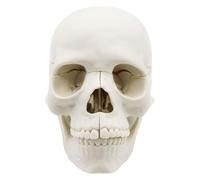 Tizuqe Anatomy Skull Model Human Anatomical Human for Demonstrating Medical Exploded Baby Skull Model