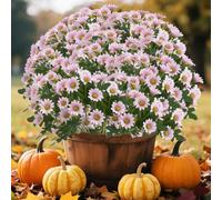 tkerinse Artificial Sunset Mums, Fake Fall Plants Flowers for Outdoor, Artificial Silk Sunset Mum Flowers, Colorful Daisy Weather Resistant Realistic Flower Decor for Front Door