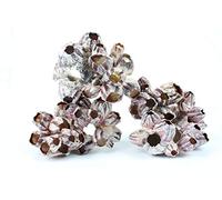 TM Aquatix Aquarium Decoration Shell Largre Ornament Malawi Cichlid Fish Tank Hideout BARNACLE (M, Barlacle)