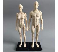 TMDel 11inch Human Anatomical Model Art Mannequin Musculoskeletal Structure of Painting Sculpture White Body (Male+Female )