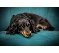 TMXON 5D Diamond Painting Kits for Adults,Long Haired Dachshund - Crystal Rhinestone Diamond Embroidery Paintings Great for Home,Office,Wall Decor 30x40CM