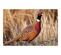 TMXON DIY 5D Diamond Painting Kits Wild Animal Pheasant Paint with Drill Round Diamond Art Embroidery Kits Wall Decoration Festival Gift 30x40CM