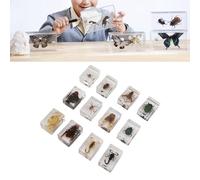 Tnfeeon 12 Pcs in Resin Specimen Collection Arachnid Resin Paperweights Different Specimen for Kids Scientific Educational Toy, 12 Styles