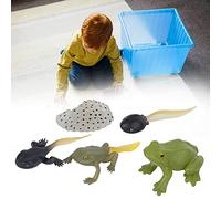Tnfeeon Frog Growth Cycle Model Plastic Educational Set for Young Learners with Life Stages Eggs Tadpoles Adult Frogs Science Teaching Tool in Classroom or Home Settings Enhancing