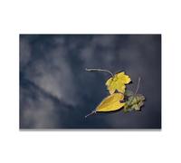 TNGHHSGA Floating On The WaterSunlit Meadow Bloom Canvas Print - Vibrant Nature Art for Cheerful Home Walls40x60cm Unframed