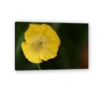 TNGHHSGA Four Leaves ScatteredSunlit Meadow Bloom Canvas Print - Vibrant Nature Art for Cheerful Home Walls60x90cm Framed