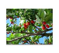 TNGHHSGA Fruit On The Tree Fresh Fruit & Real-Shot Scenery Canvas Print - Vibrant Wall Art for Kitchen & Living Room Decor 50x65cm Unframed