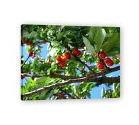 TNGHHSGA Fruit On The Tree Fresh Fruit & Real-Shot Scenery Canvas Print - Vibrant Wall Art for Kitchen & Living Room Decor 80x104cm Framed