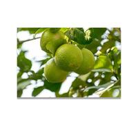 TNGHHSGA Know The Bittersweetness Fresh Fruit & Real-Shot Scenery Canvas Print - Vibrant Wall Art for Kitchen & Living Room Decor 80x120cm Unframed