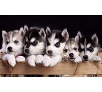 TNND Cute Siberian Husky Puppies Glossy Poster Picture Photo Wolf Pup Puppy Dogs Home Decor Art Wall Decor Metal Sign Poster 8x12 inches
