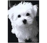 TNXEV 5D Diamond Painting Kits for Adults and Children, Maltese Dog Diamond Painting, Full Resin Cross Stitch Decoration, Art Craft Supply Canvas Living Room Wall Sticker Decor 30x40cm